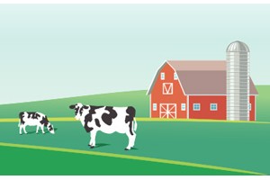 Silly Cow Silly Cow